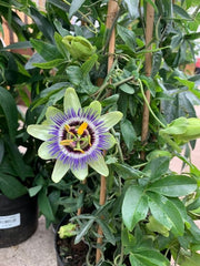 Planta decorativa - Passiflora caerulea - ghiveci 2L - Aqua Flowers