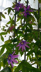 Planta decorativa - Passiflora caerulea Lavender Lady - ghiveci 2L - Aqua Flowers