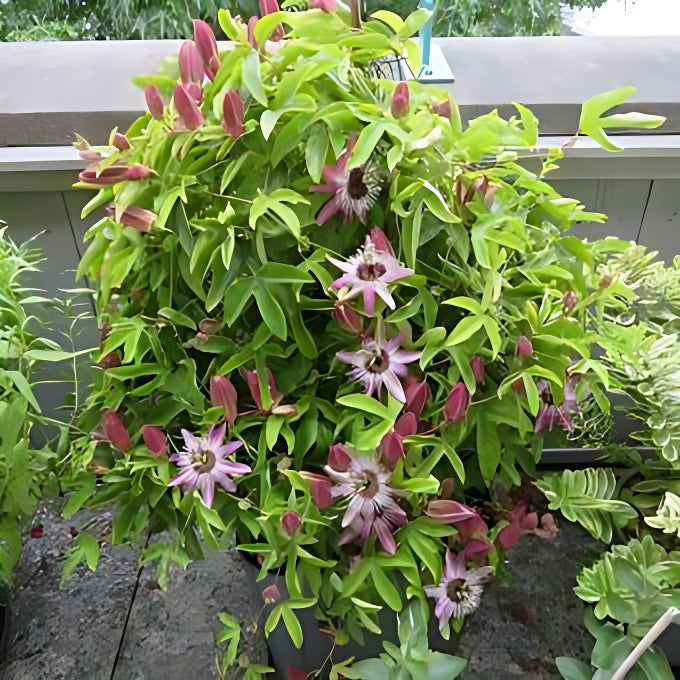 Planta decorativa - Passiflora caerulea Purple Haze - ghiveci 2L - Aqua Flowers