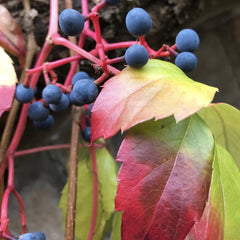 Planta decorativa - Vita Canadiana - Parthenocissus quinquefolia - Ghiveci 3L - Floraria Aqua