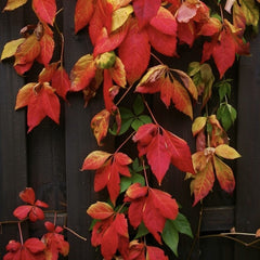 Planta decorativa - Vita Canadiana - Parthenocissus quinquefolia - Ghiveci 3L - Floraria Aqua