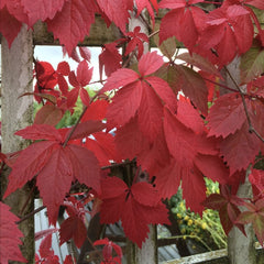 Planta decorativa - Vita Canadiana - Parthenocissus quinquefolia - Ghiveci 3L - Floraria Aqua