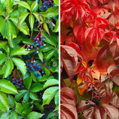 Planta decorativa - Vita Canadiana - Parthenocissus quinquefolia - Ghiveci 3L - Floraria Aqua