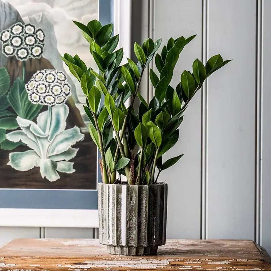 Planta interior - Zamioculcas - Ghiveci 3L - Aqua Flowers