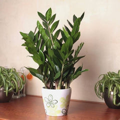 Planta interior - Zamioculcas - Ghiveci 3L - Aqua Flowers
