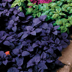 Plante aromatice - Busuioc cu frunza rosie - Ghiveci - Aqua Flowers