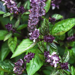 Plante aromatice - Busuioc cu scortisoara - Ghiveci - Aqua Flowers
