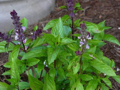 Plante aromatice - Busuioc cu scortisoara - Ghiveci - Aqua Flowers