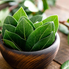 Plante aromatice - Dafin comestibil - Laurus Nobilis - Ghiveci - Aqua Flowers