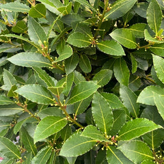Plante aromatice - Dafin comestibil - Laurus Nobilis - Ghiveci - Aqua Flowers