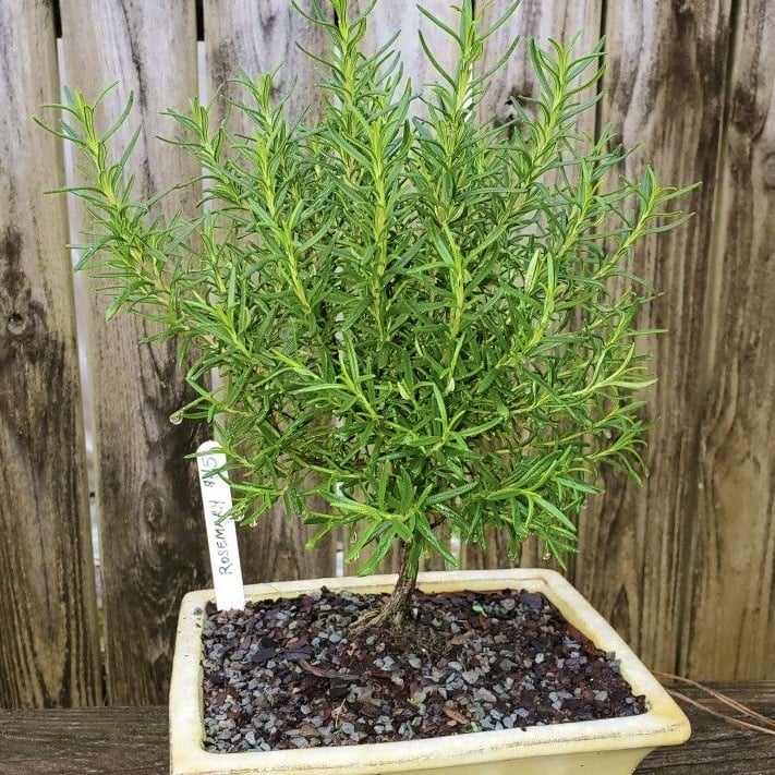 Plante aromatice - Rozmarin pomisor - ghiveci marime la livrare 40-60 cm