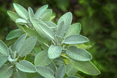 Plante aromatice - Salvie - Ghiveci - Aqua Flowers