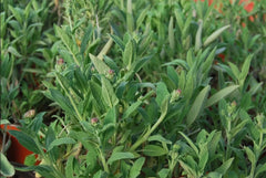 Plante aromatice - Salvie - Ghiveci - Aqua Flowers