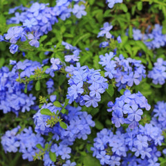 Plumbago - Floarea Dragostei - Azur - Planta la ghiveci - Aqua Flowers