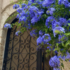 Plumbago - Floarea Dragostei - Azur - Planta la ghiveci - Aqua Flowers