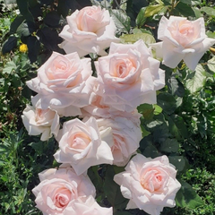 Trandafiri Cățărători Parfumați - Pomarosa - Rădăcină Ambalată - Aqua Flowers