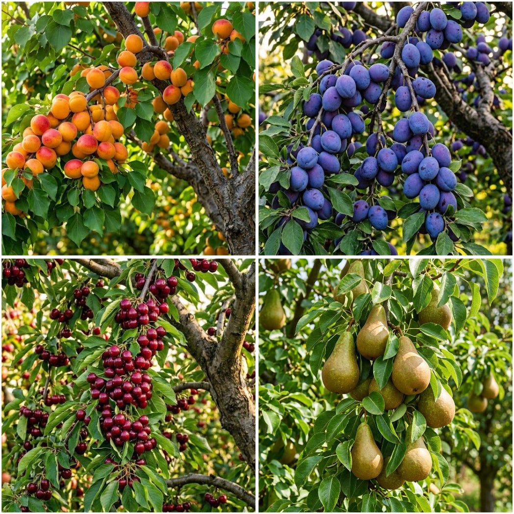 Pachet Promo 4 Pomi Fructiferi: 1x Cireș Kordia, 1x Prun Anna Spăt, 1x Cais Prunus Armeniaca, 1x Păr Conference - Rădăcină Ambalată, Anul 3