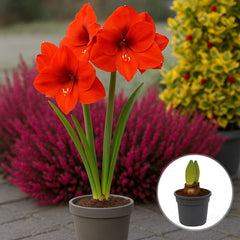 Bulbi Amaryllis Portocaliu – Ghiveci – Aqua Flowers