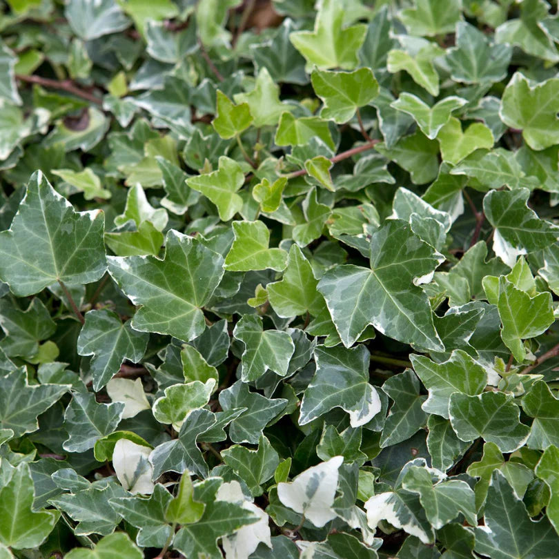 Iedera Ramificata Englezeasca Bicolora - Ghiveci P12