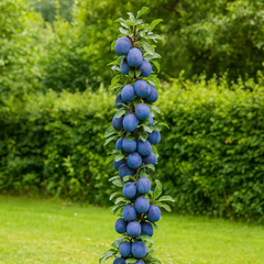 Prun Columnar Blue Sweet - Rădăcină Ambalată Anul 2-3 - Aqua Flowers