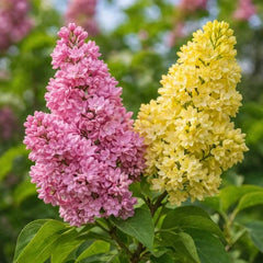 Liliac Syringa – bicolor roz cu galben - Ghiveci 2L