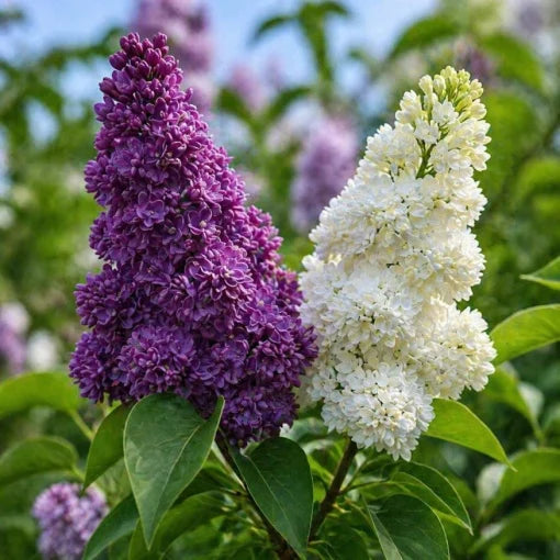 Liliac Syringa – bicolor mov cu alb  - Ghiveci 2L
