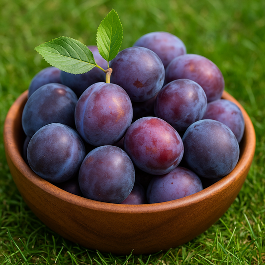 Prun President - Rădăcină Anul 2-3 - Aqua Flowers