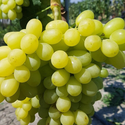 Vita de Vie Prezentabil - Rădăcină Anul 2 - Aqua Flowers