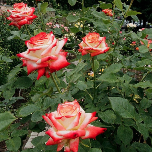 Trandafiri Teahibrizi - Prințesa Farah - Rădăcină Ambalată - Aqua Flowers
