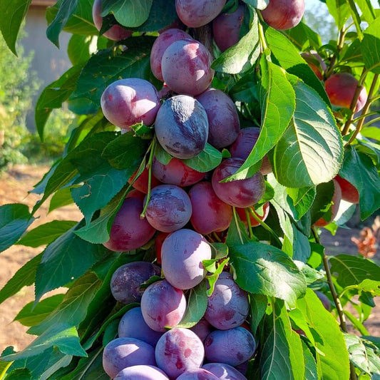 Prun Columnar Imperial - Rădăcină Ambalată Anul 2-3 - Aqua Flowers