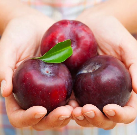 Prun - Radacina Ambalata - Pom Fructifer Productiv, cu Fructe Dulci si Sanatoase - Aqua Flowers