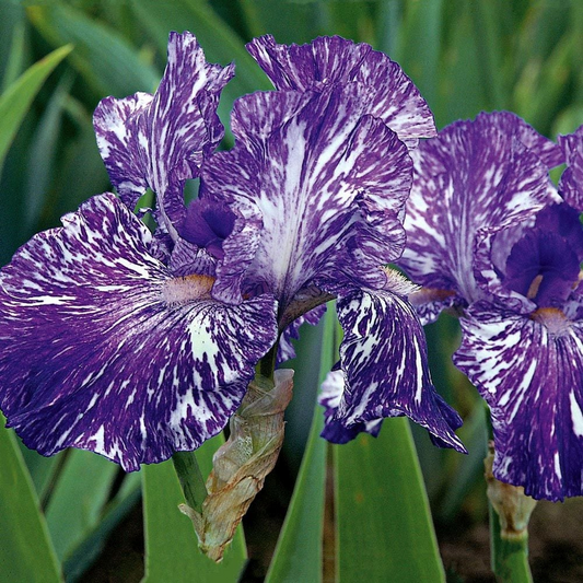 Bulbi Iris Germanica Purple Striped White - 1 Rizom - Aqua Flowers