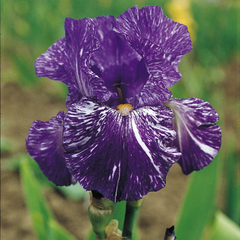Bulbi Iris Germanica Purple Striped White - 1 Rizom - Aqua Flowers