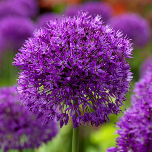 Bulbi Allium Purple Sensation - Pachet 3 Bulbi - Aqua Flowers