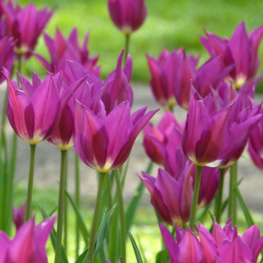 Bulbi Lalele Purple Dream – Pachet 3 Bulbi - Aqua Flowers