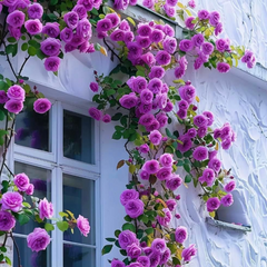 Trandafiri Cățărători - Amethyst Dream - Rădăcină Ambalată - Aqua Flowers