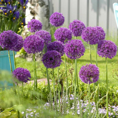 Bulbi Allium Purple Sensation - Pachet 3 Bulbi - Aqua Flowers