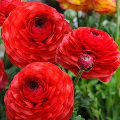 Bulbi Ranunculus Rosu - Piciorul cocosului - Pachet 10 Bulbi - Aqua Flowers