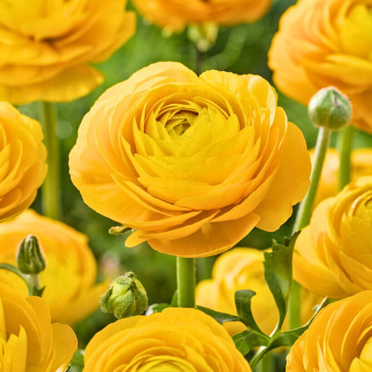Bulbi Ranunculus - Yellow - Pachet 10 Bulbi - Aqua Flowers
