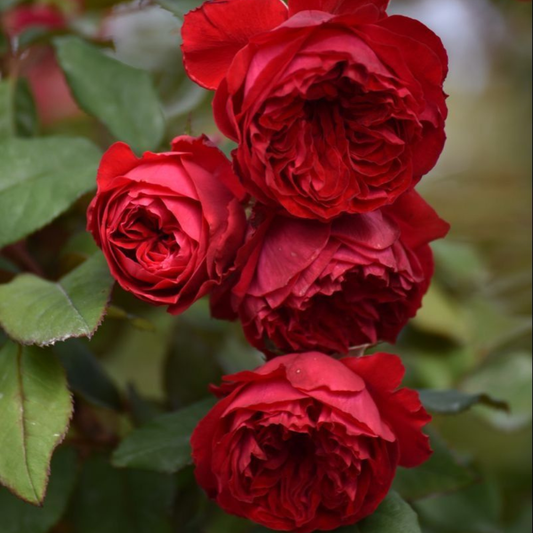 Trandafiri Floribunda Parfumaţi - Red - Rădăcină Ambalată Anul 3 - Aqua Flowers