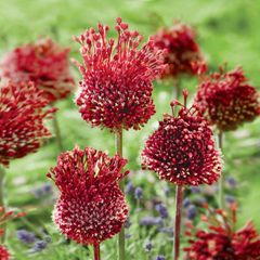 Bulbi Allium Red Mohican – Pachet 3 bulbi – Aqua Flowers