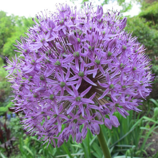 Bulbi Allium Beau Regard – Pachet 3 Bulbi – Aqua Flowers