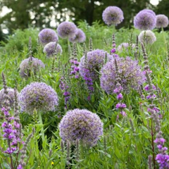 Bulbi Allium Beau Regard – Pachet 3 Bulbi – Aqua Flowers