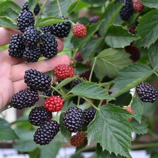 Mur tufa Reuben - Ghiveci - Anul 2 inaltime la livrare 30 - 40 cm