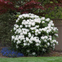 Rhododendron Cunningham White - ghiveci 2L, marime la livrare 50-60 cm