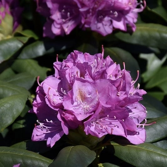 Rhododendron - Catawbiense Grandiflora - Ghiveci 5L - Aqua Flowers