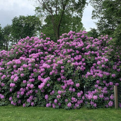 Rhododendron - Catawbiense Grandiflora - Ghiveci 5L - Aqua Flowers