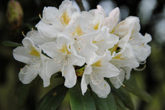 Rhododendron Cunningham White - ghiveci 2L, marime la livrare 50-60 cm
