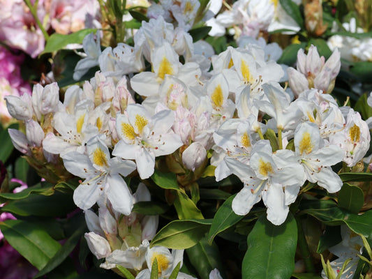 Rhododendron Cunningham White - ghiveci 2L, marime la livrare 50-60 cm