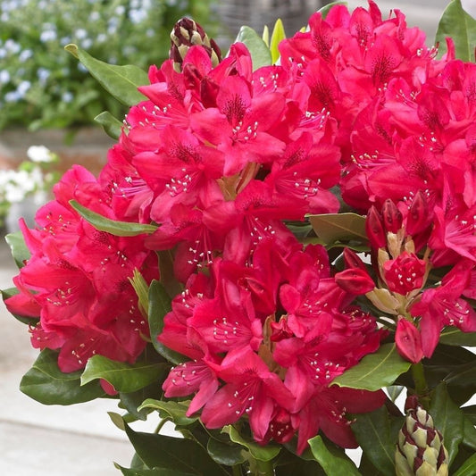Rhododendron - Nova Zembla - Ghiveci 5L - Aqua Flowers